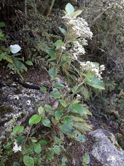 Olearia arborescens