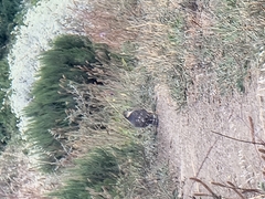 Accipiter rufiventris