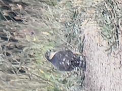 Accipiter rufiventris