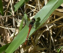 Diplacodes melanopsis