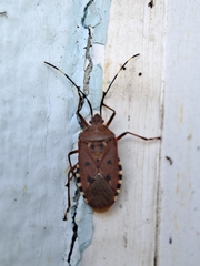 Urochela quadrinotata