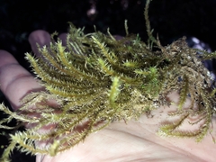 Glyphothecium sciuroides