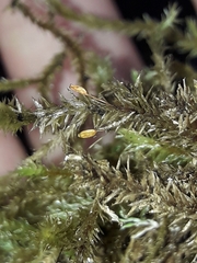 Glyphothecium sciuroides