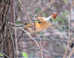Sakesphorus canadensis