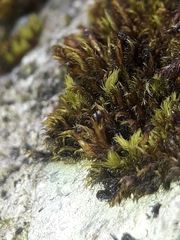 Andreaea