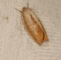 Ptyoptila matutinella