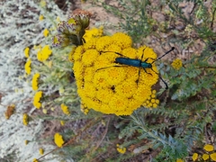 Hypocrites scabriusculus