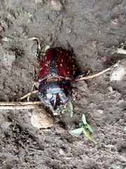 Strategus aloeus
