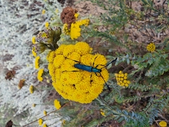 Hypocrites scabriusculus