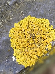 Xanthomendoza