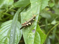 Apalacris varicornis