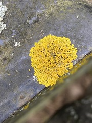 Xanthomendoza