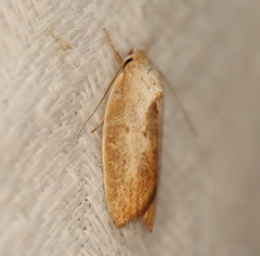 Ptyoptila matutinella