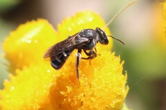 Chilalictus