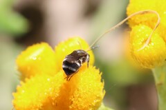 Chilalictus