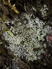 Menegazzia nothofagi