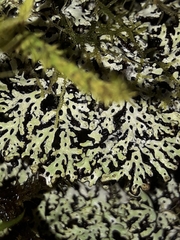 Menegazzia nothofagi