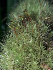 Dicranoloma robustum