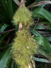 Dicranoloma robustum