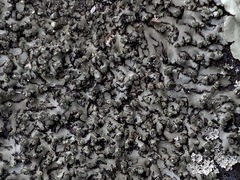 Phaeophyscia