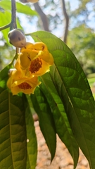 Camellia petelotii