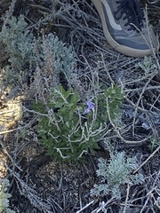 Solanum umbelliferum