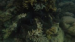 Tridacna gigas