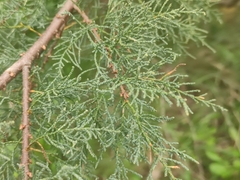 Tamarix africana