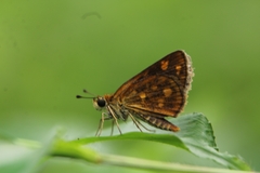 Taractrocera ceramas