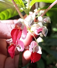 Impatiens platyadena