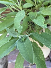 Acanthacris ruficornis