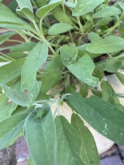 Acanthacris ruficornis