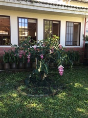 Medinilla magnifica