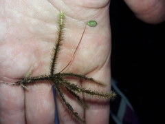 Breutelia pendula
