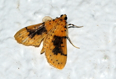 Conogethes semifascialis
