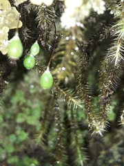 Breutelia pendula