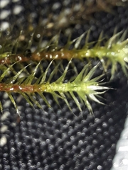 Breutelia pendula