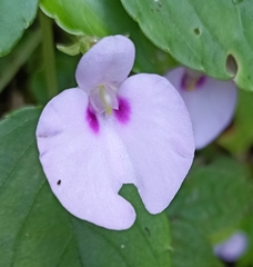 Impatiens elegans