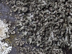 Phaeophyscia