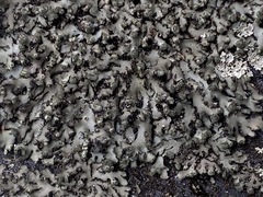 Phaeophyscia