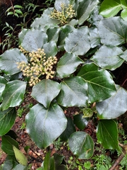 Oreopanax nubigenus image