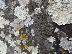 Phaeophyscia