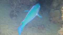 Chlorurus microrhinos