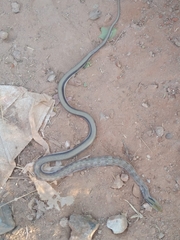Coelognathus helena