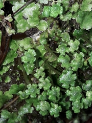Asterella