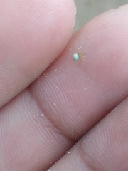 Araniella cucurbitina