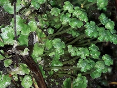 Asterella