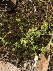 Hydrocotyle foveolata