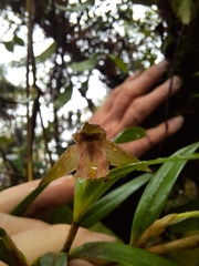 Scaphyglottis