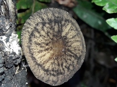 Pluteus readiarum
